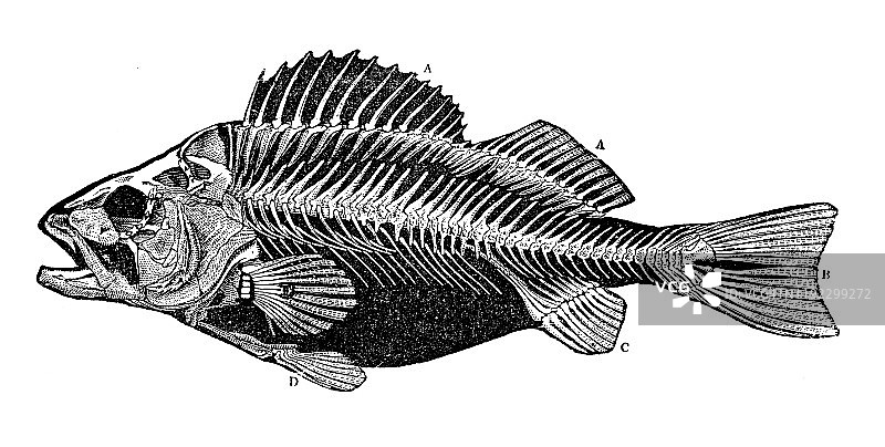 鲈鱼骨骼古董海洋生物版画图片素材
