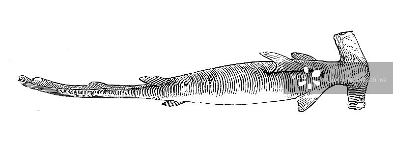 锤头鲨古董海洋动物雕刻插图图片素材