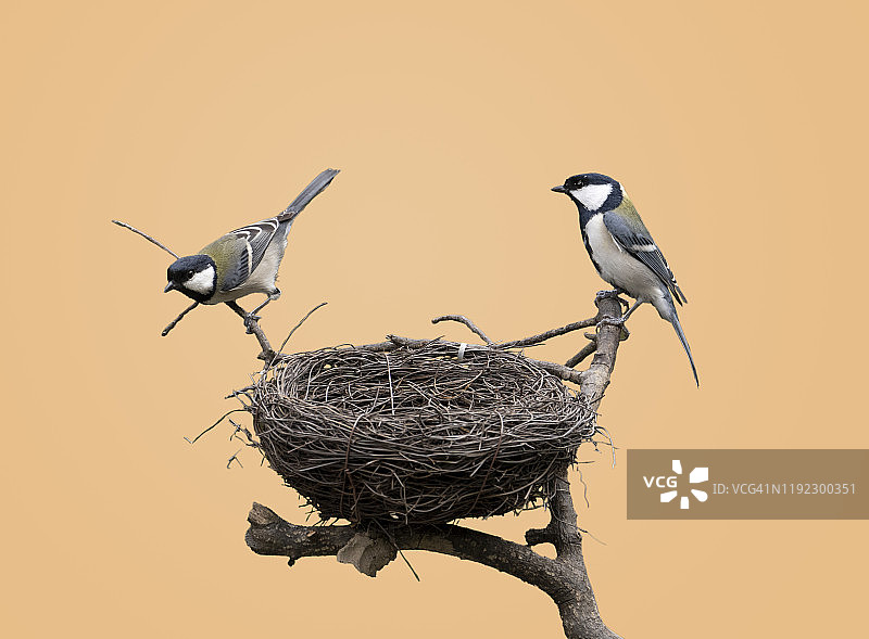 黑色顶帽山雀在巢中（特写）图片素材