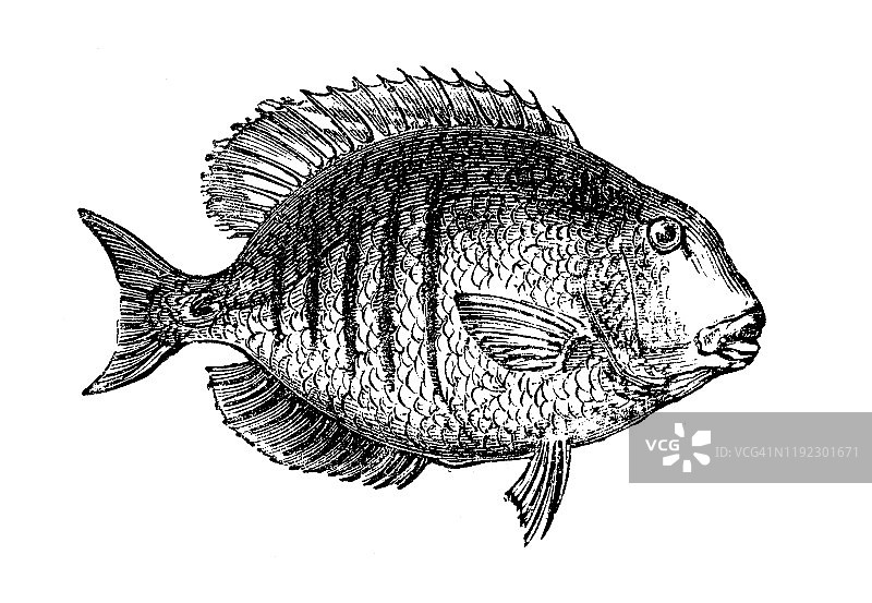 仿古海洋动物雕刻插画：刺尾鱼图片素材
