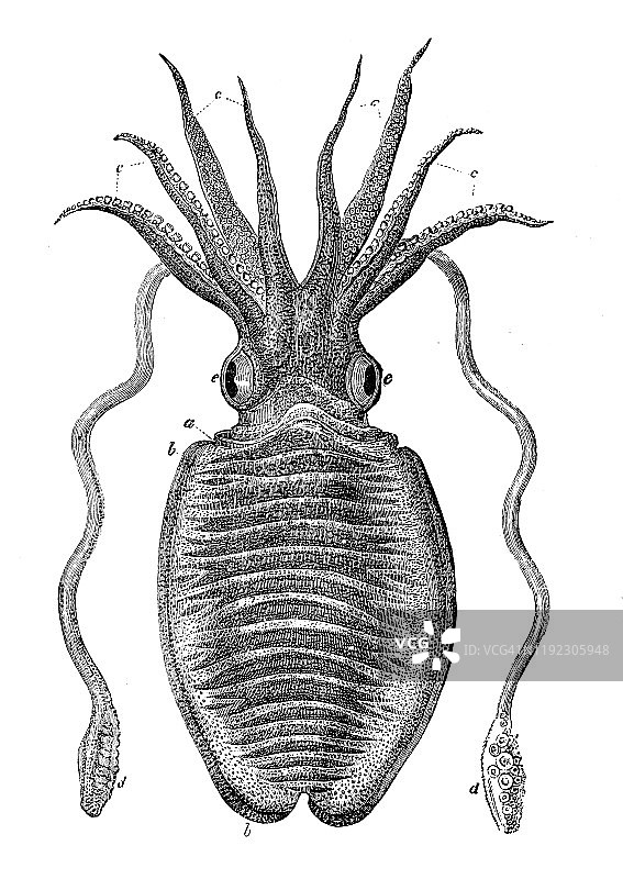 古董海洋动物雕刻插图：乌贼图片素材
