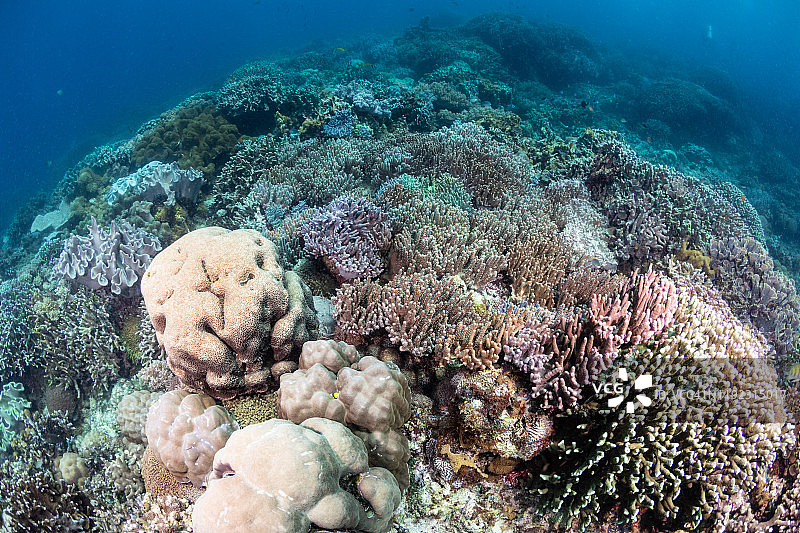 菲律宾阿波岛的珊瑚礁图片素材