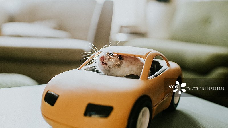 在汽车里的仓鼠图片素材