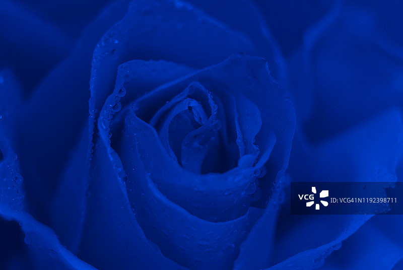 蓝色玫瑰特写图片素材