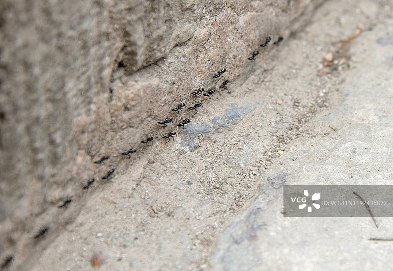 蚂蚁群及其团队合作图片素材