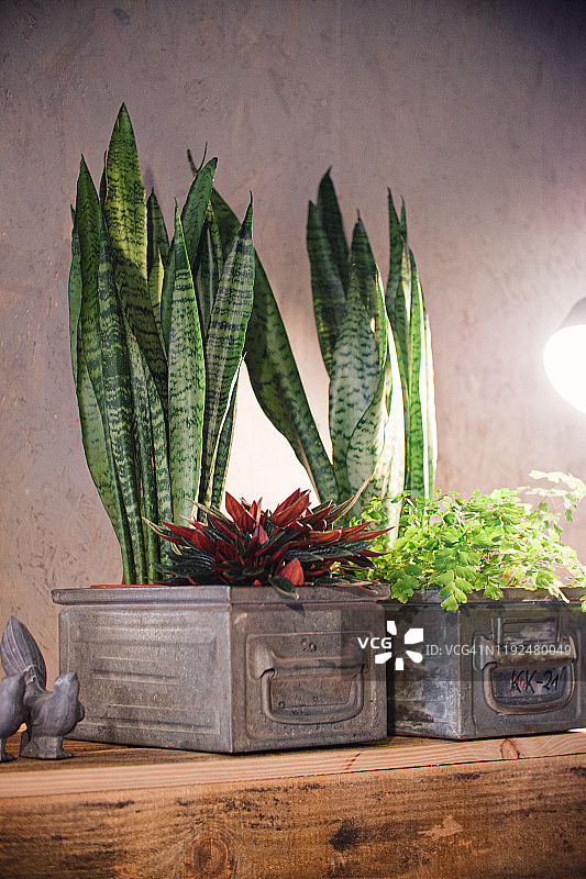 装饰室内木架上的盆栽虎尾兰图片素材