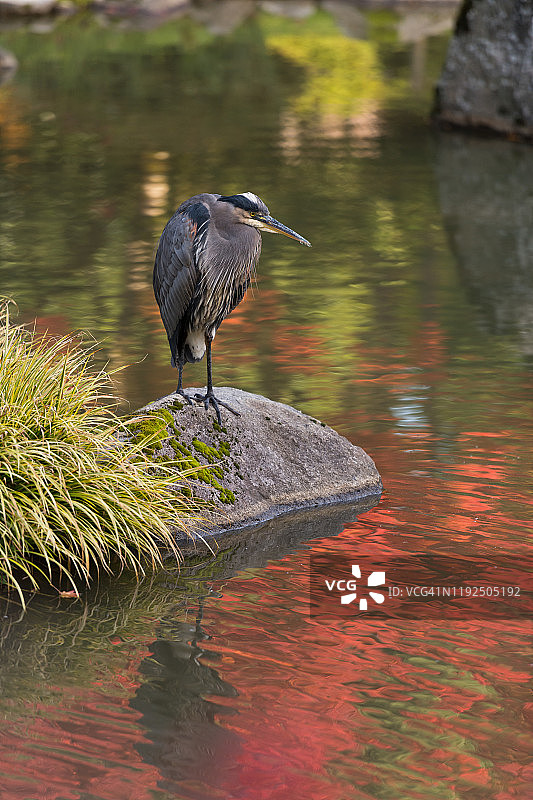 栖息在水域旁的鸟图片素材
