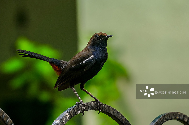 印度知更鸟素材照片图片素材