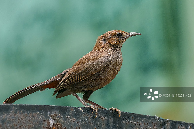 印度知更鸟素材照片图片素材