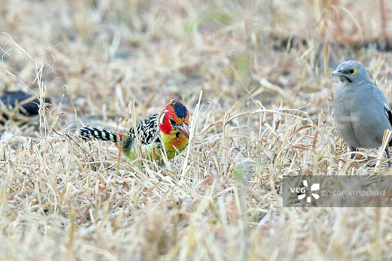 色彩鲜艳的红黄拟䴕图片素材