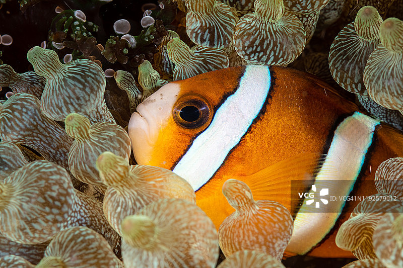 克氏海葵鱼图片素材