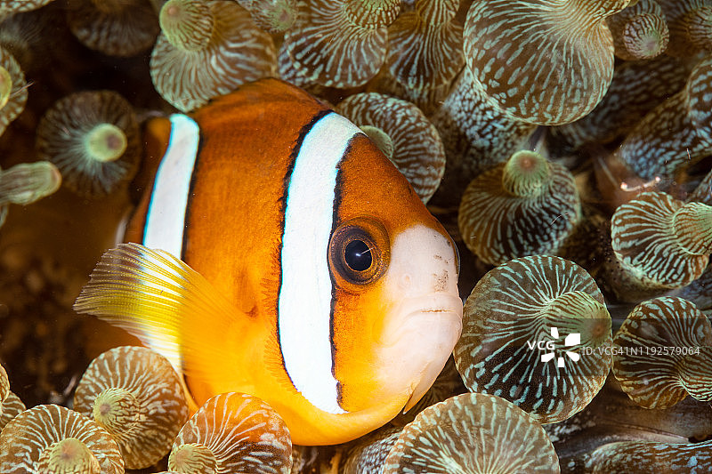 克氏海葵鱼图片素材