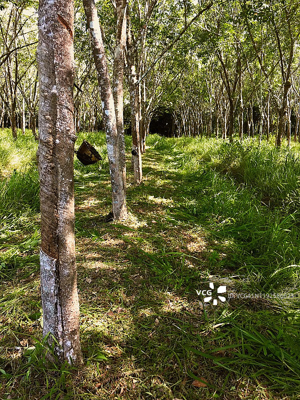 橡胶树园图片素材