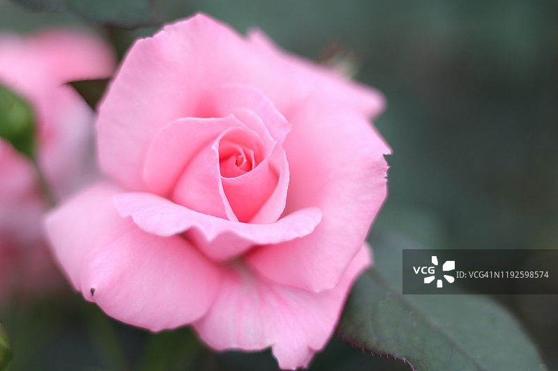 花园中盛开的桃粉色玫瑰 - 丰花月季，现代月季，爱子公主玫瑰图片素材