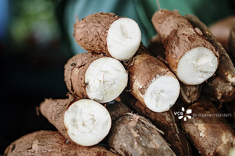 木薯植物图片素材