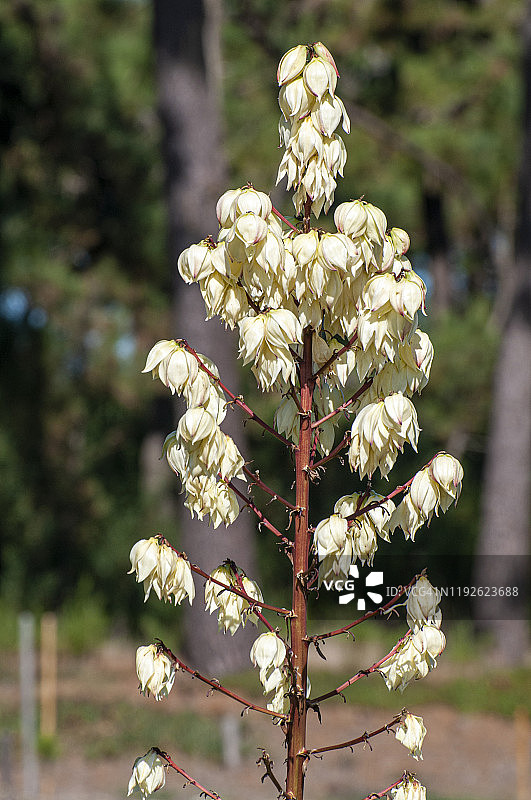 盛开的丝兰花图片素材