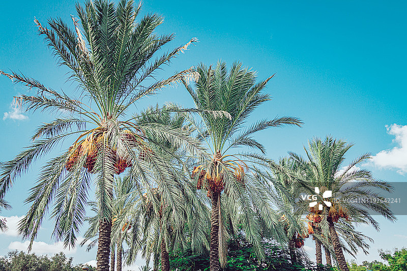 蓝天下的海枣树图片素材