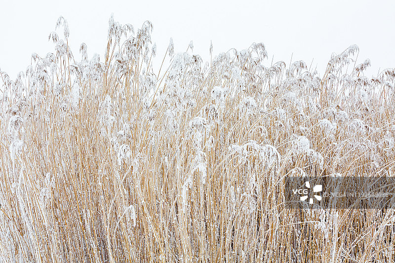 冬季的冰霜芦苇图片素材