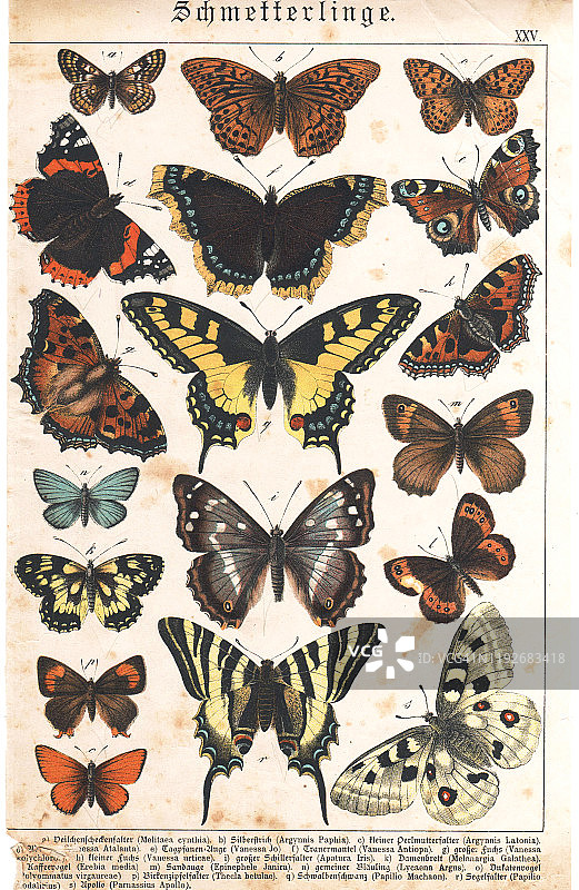 罕见维多利亚时代蝴蝶水彩石版画图片素材