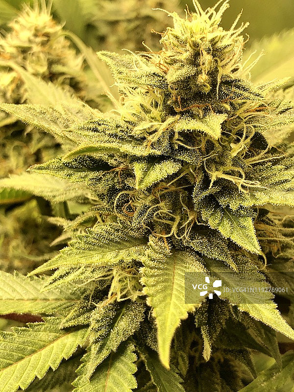 含有植物毛状体的医用大麻可乐芽图片素材