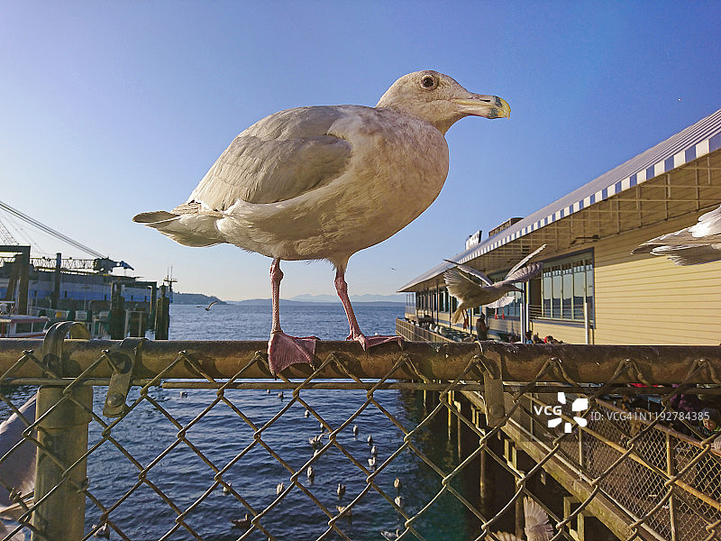海鸥站在栏杆上，西雅图普吉特海湾海滨码头图片素材