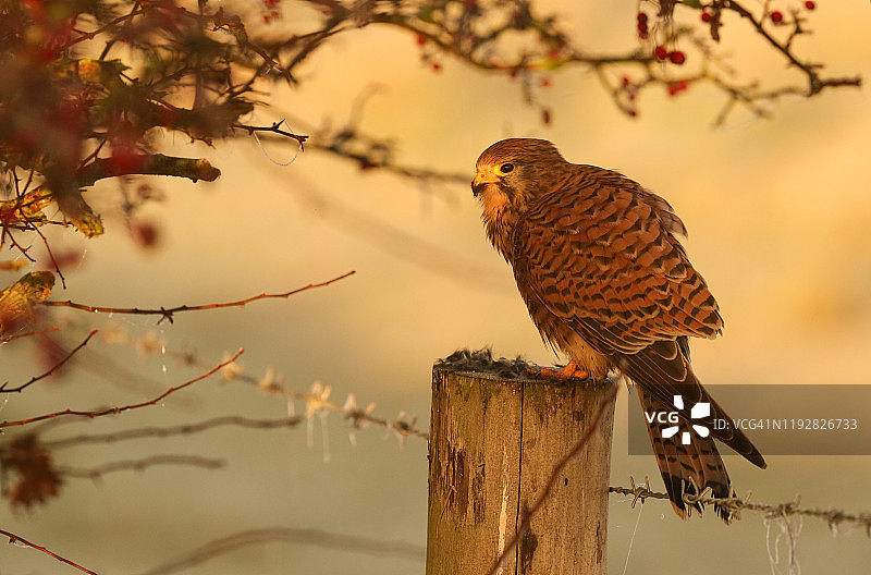 金色光芒下，栖息在霜冻篱笆柱上的红隼图片素材