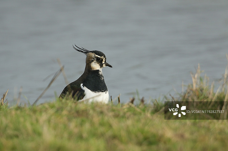 在水边草地里觅食的凤头麦鸡图片素材