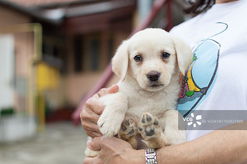 可爱的拉布拉多幼犬图片素材