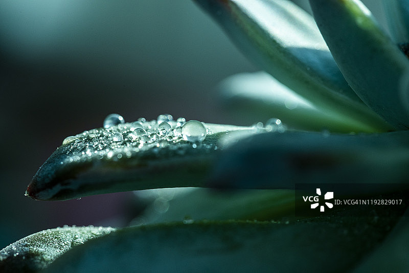 多肉植物特写图片素材