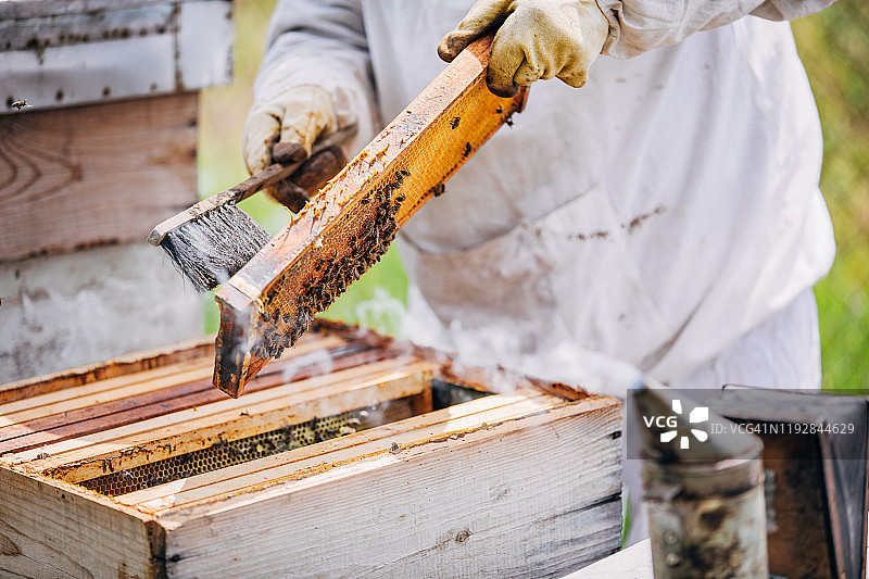 养蜂人在蜂场工作图片素材