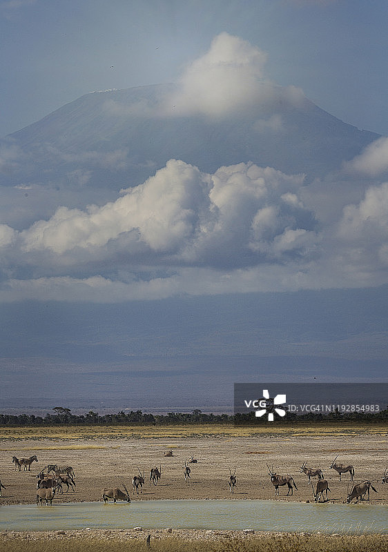 长角羚在水坑饮水图片素材
