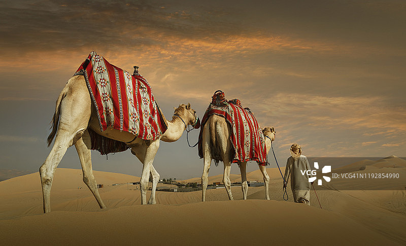 抵达绿洲的骆驼商队图片素材