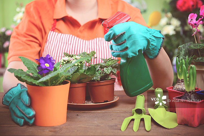 女人的手在盆栽一些植物图片素材