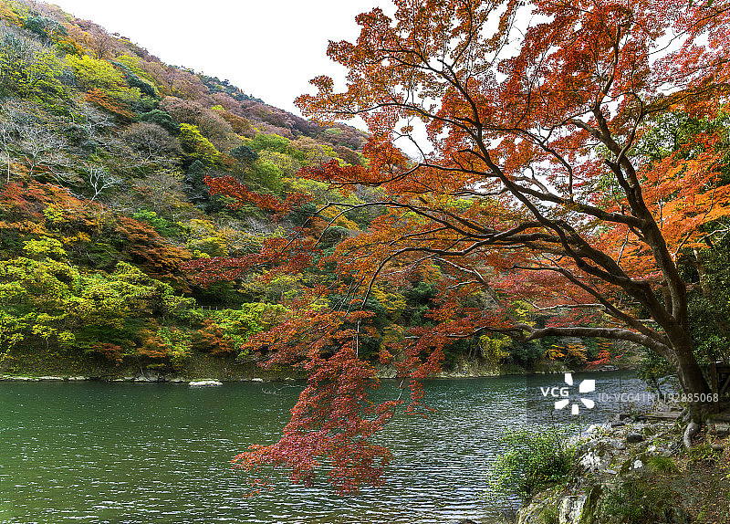 日本京都岚山桂川旁的花叶植物图片素材