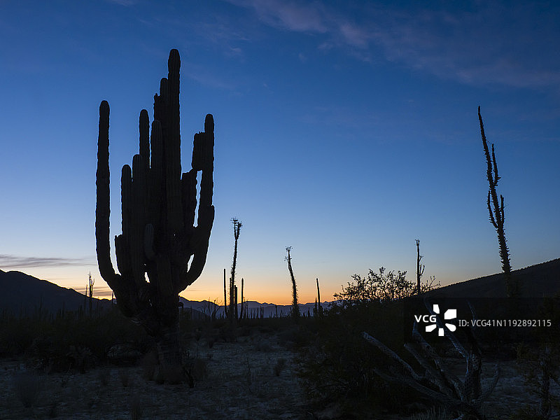墨西哥巨人柱（Pachycereus pringlei），位于北美洲墨西哥下加利福尼亚州天使湾索诺兰沙漠图片素材