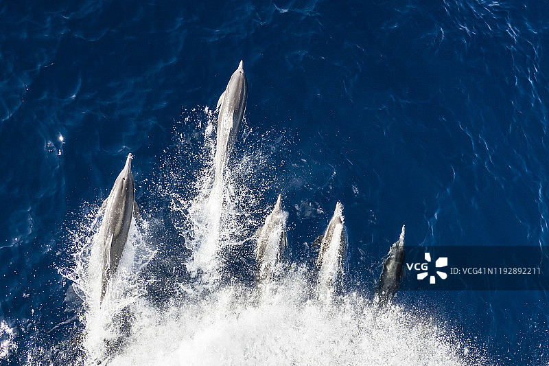 墨西哥下加利福尼亚州抹大拉岛的长喙普通海豚图片素材