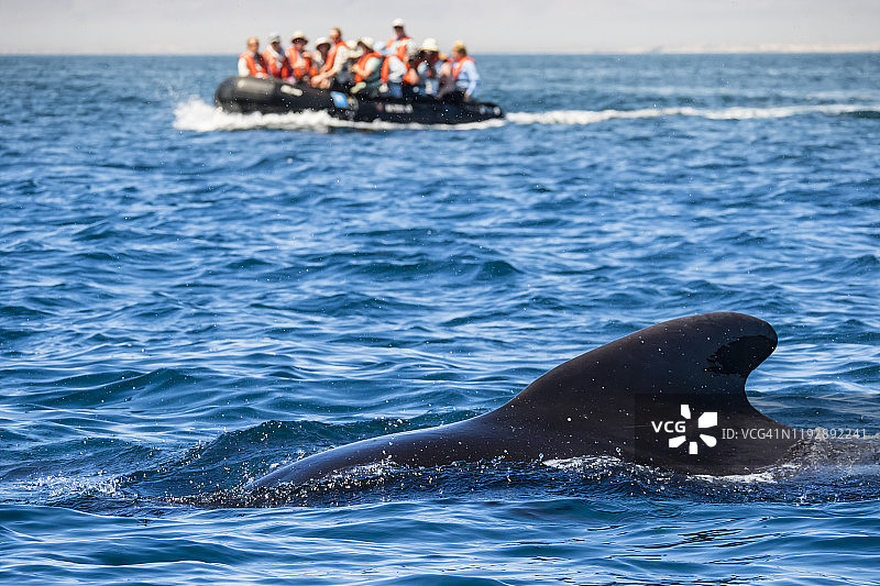 墨西哥下加利福尼亚州圣马科斯岛附近的小须鲸图片素材