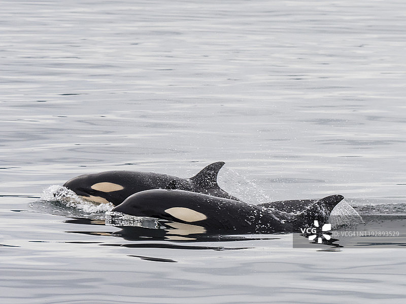 两只幼年虎鲸（Orcinus orca）在靠近美国阿拉斯加州普里比洛夫群岛圣保罗岛附近浮出水面图片素材