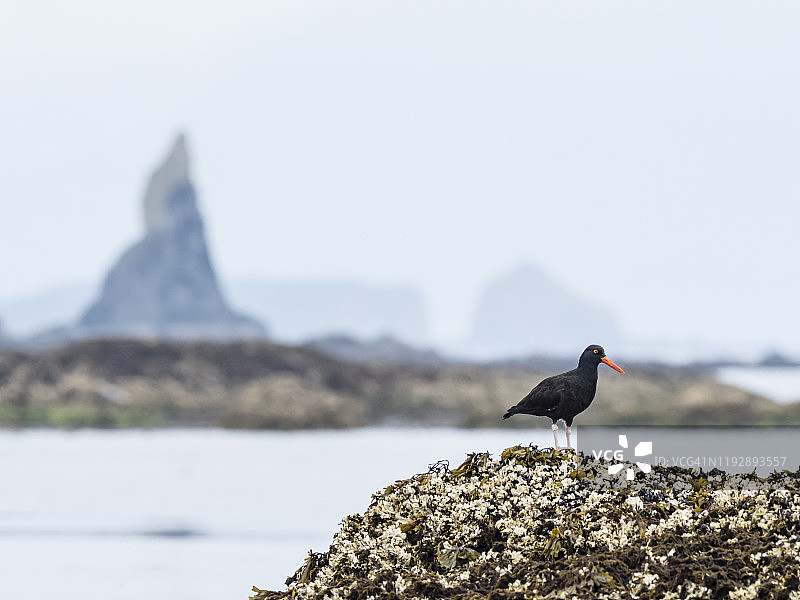 阿拉斯加科迪亚克岛附近小礁石上的成年黑色蛎鹬图片素材