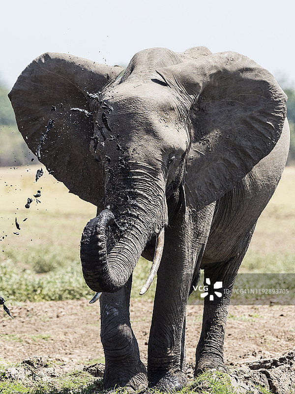 赞比亚南卢安瓜国家公园水坑旁的非洲丛林象图片素材