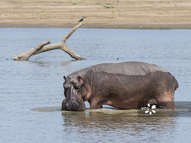 赞比亚南卢安瓜国家公园的河马图片素材