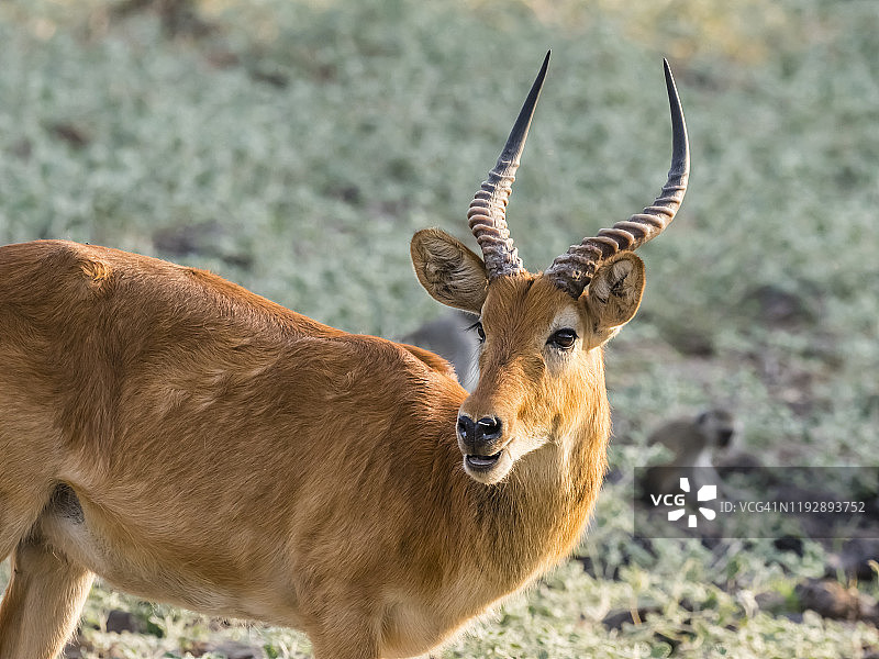 非洲赞比亚南卢安瓜国家公园的成年雄性普库羚羊图片素材