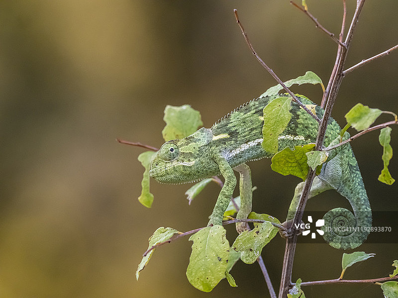一只南卢安瓜国家公园的翻领变色龙图片素材