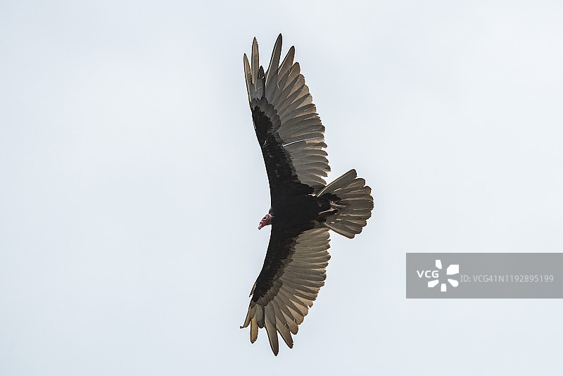 红头美洲鹫，塔科莱斯河，卡拉拉国家公园，蓬塔雷纳斯省，哥斯达黎加，中美洲图片素材