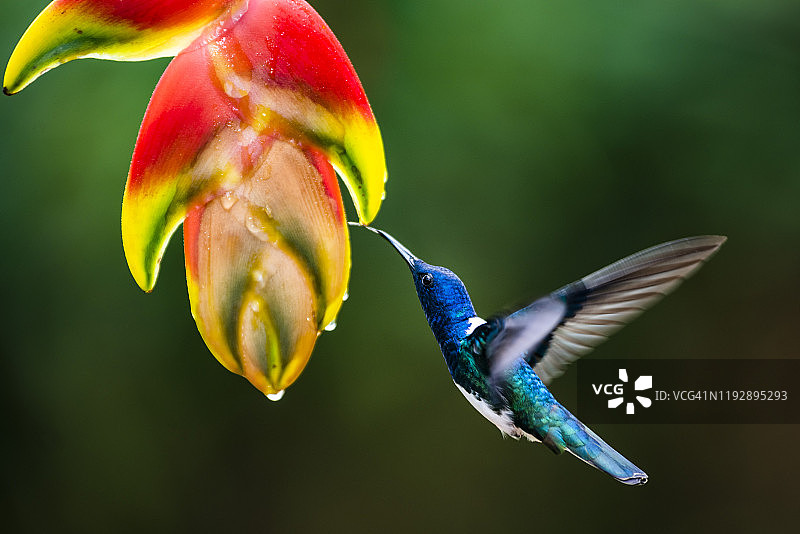 蜂鸟，哥斯达黎加，中美洲图片素材