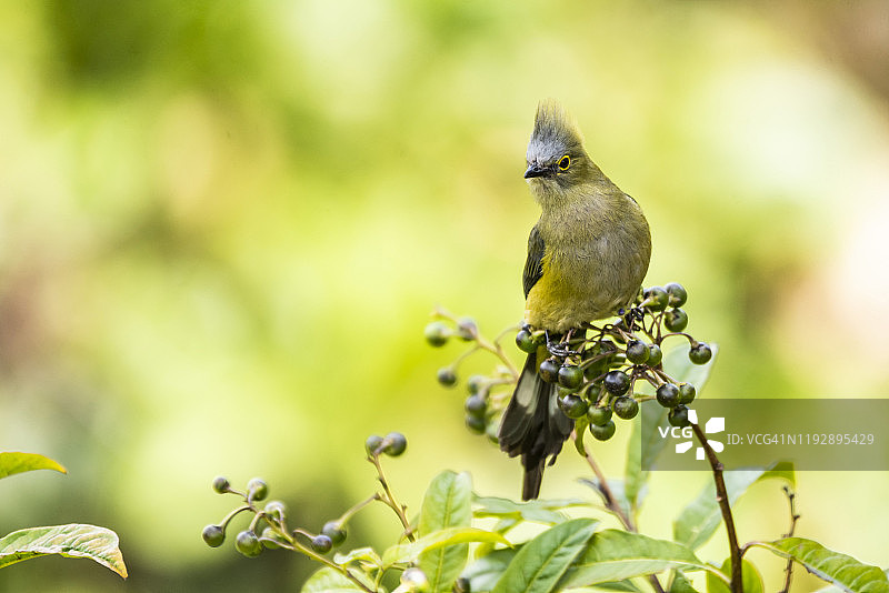 长尾丝鹟，圣何塞省，哥斯达黎加，中美洲图片素材