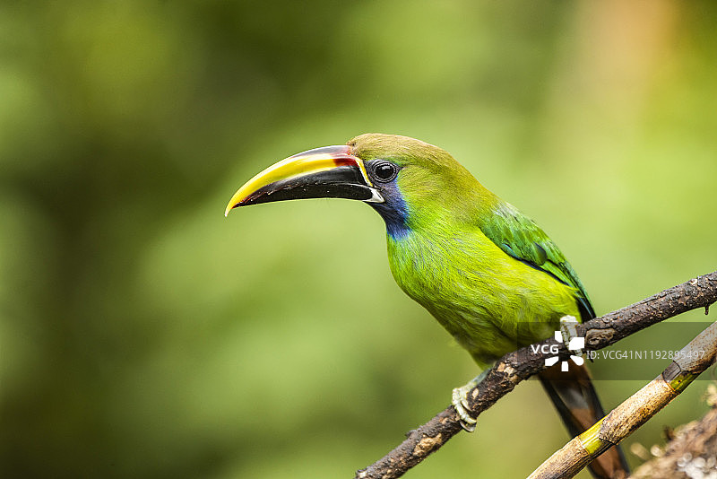 绿宝石山雀，哥斯达黎加圣何塞省圣赫拉尔多德多塔，中美洲图片素材