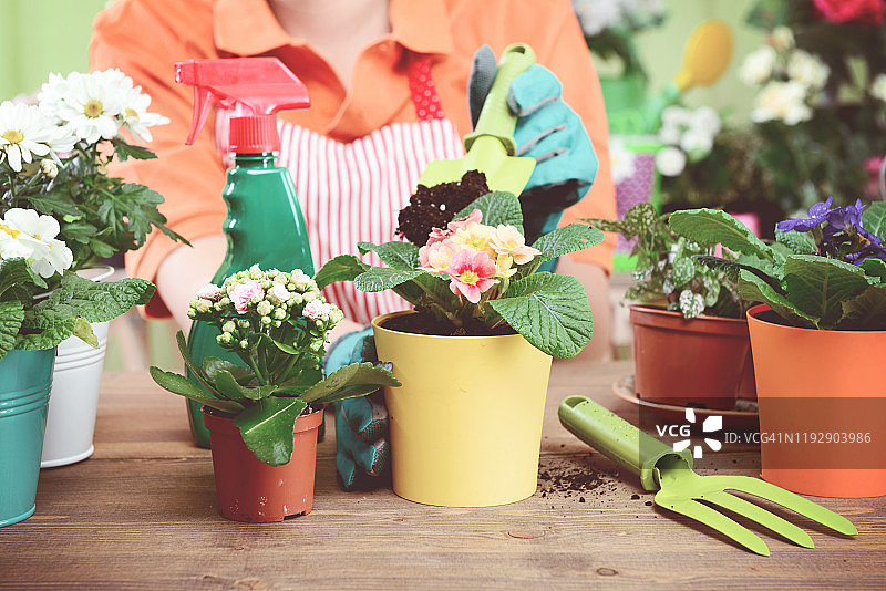 女人的手在盆栽一些植物图片素材