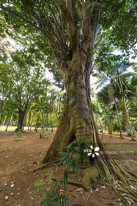 毛里求斯庞普勒穆斯植物园的巨型热带树木图片素材