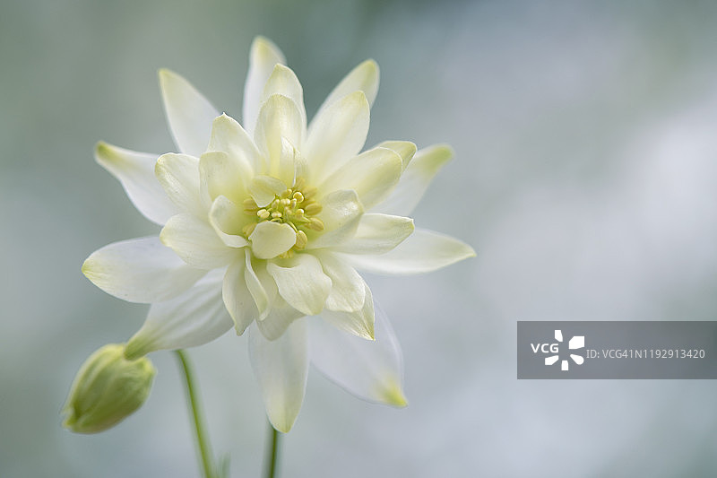 美丽耧斗菜花朵特写图片素材